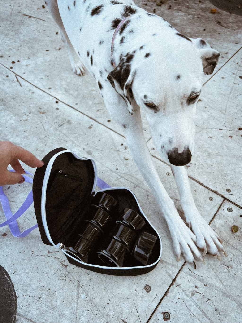 Spotted Wheel Bag - Pigeon's Roller Skate Shop
