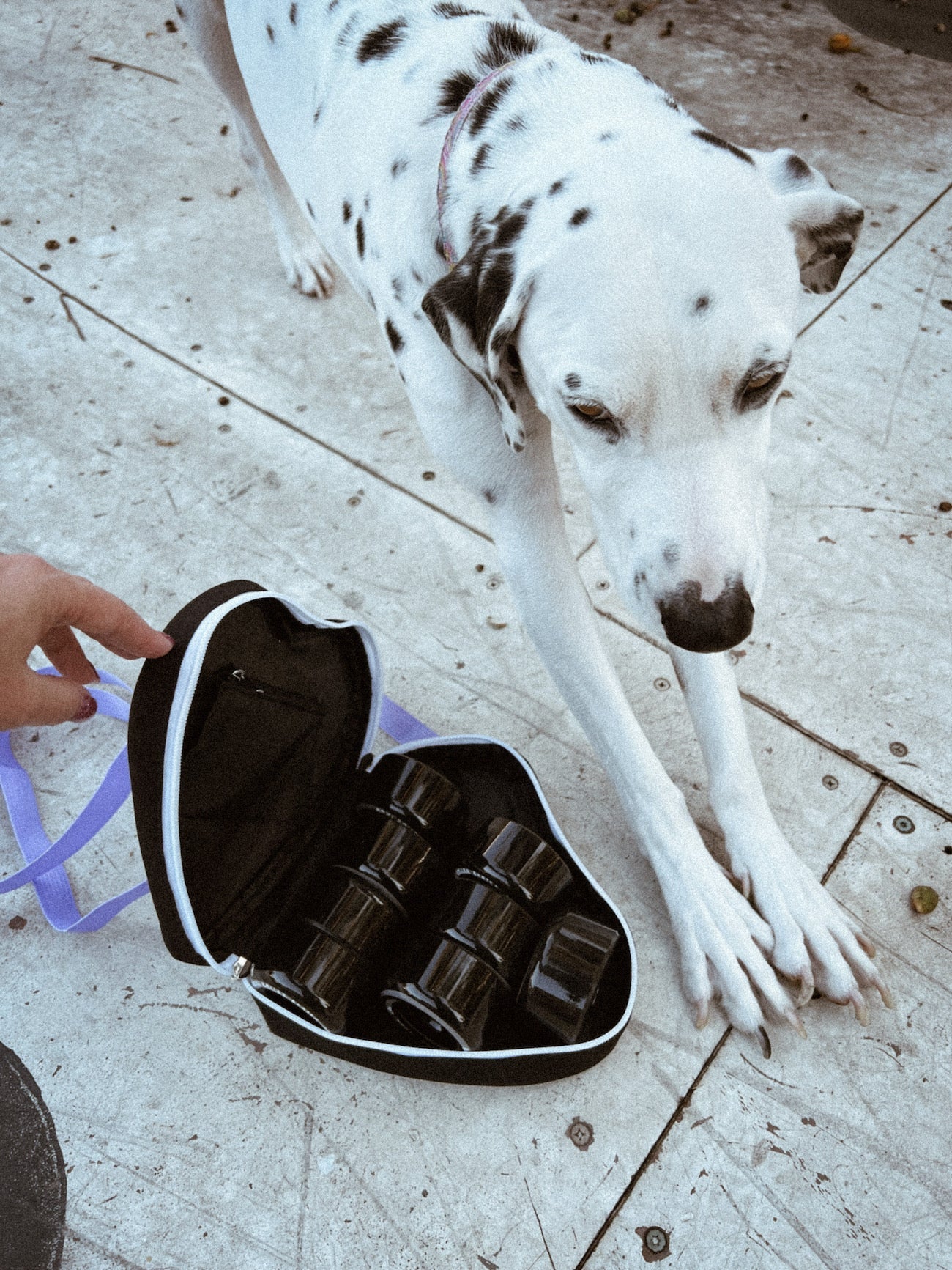 Spotted Wheel Bag - Pigeon's Roller Skate Shop